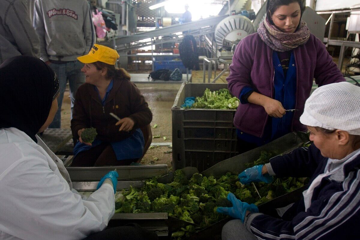 <a href="http://www.rosalux.org.il/wp-content/uploads/2017/03/Pal-Arbeiterinnen-1-text.jpg"></a> Palästinensische Arbeiterinnen in der Gemüsefabrik „Vita Pri HaGalil“ (Foto: ActiveStills)